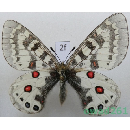 Parnassius orleans subsp. janseni Bang-Haas, 1938 China2f